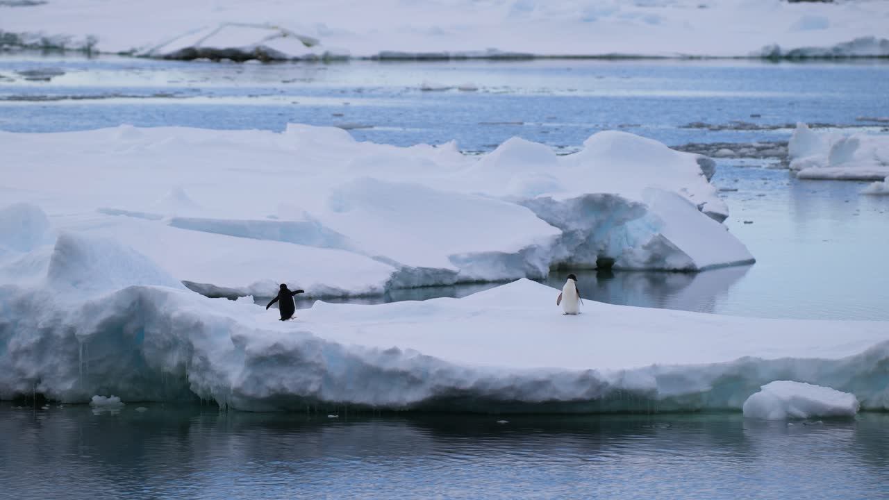 To pingviner på en isflage i Antarktis