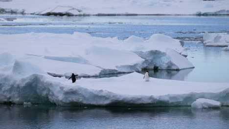 Two penguins on an ice floe in Antarctica