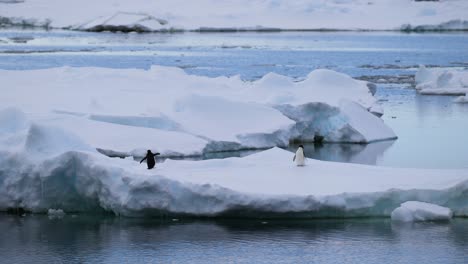 two penguins on an ice floe in antarctica