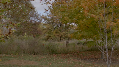 Trees-in-Autumn-in-Forest-Park-in-St