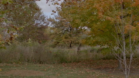 árboles en otoño en el parque forestal en st