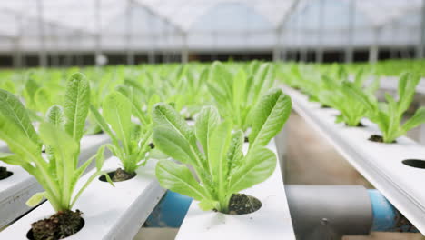 hydroponic farm, leaves or greenhouse closeup