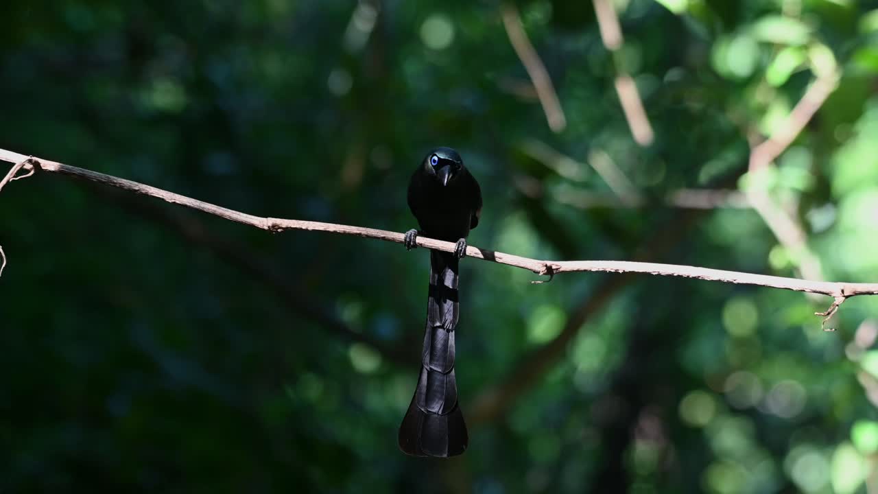 сидит на лиане, а затем спрыгивает вниз в ванну для птиц, ракитохвостый древолаз crypsirina temia, таиланд