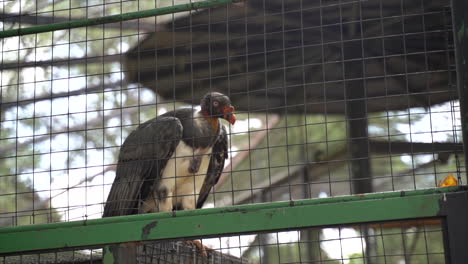 close-up of a king vulture behind a metal fence