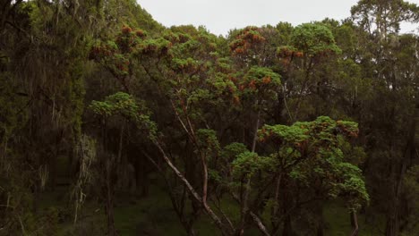 綠色的森林在肯尼亞山的山坡上