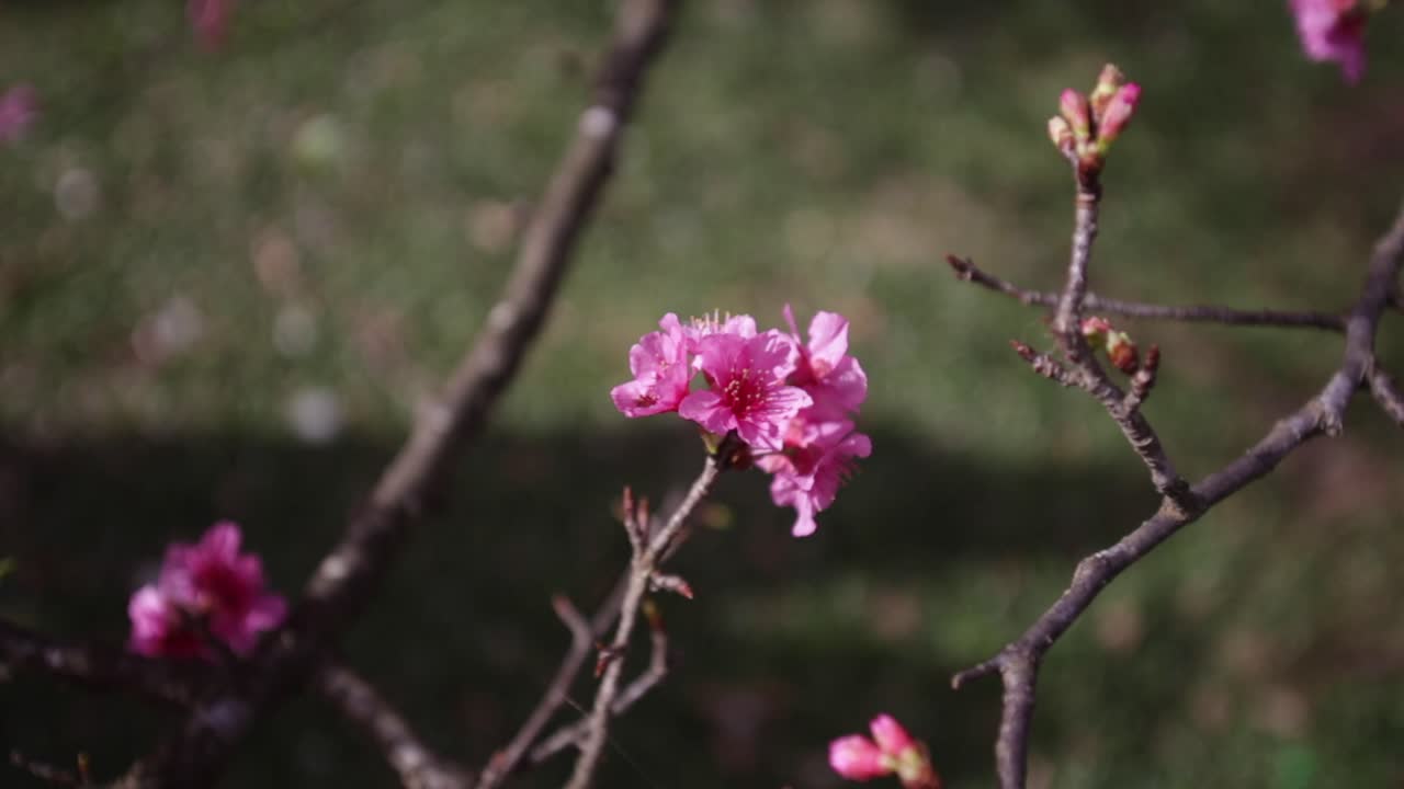 Close-up ekstrem bunga sakura dengan bayangan dan rumput.
