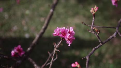 Extreme close up of cherry blossoms with shadows and grass