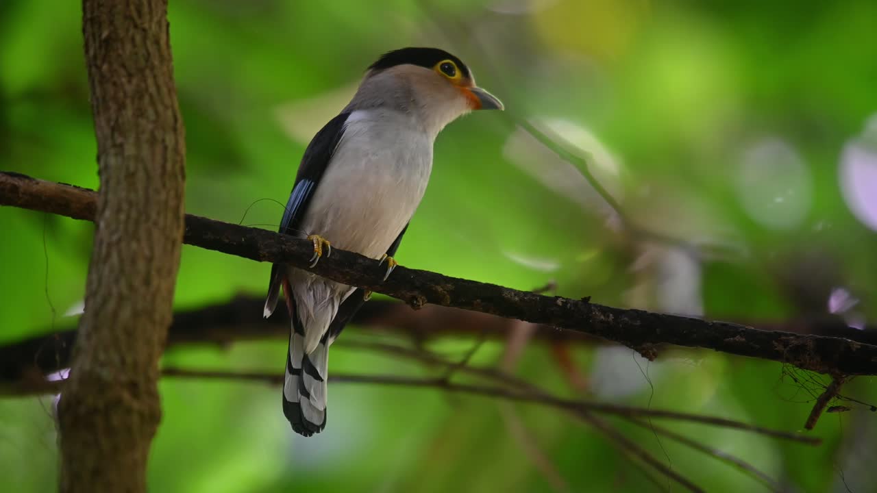 broadbill de pecho plateado, serilophus lunatus, parque nacional kaeng krachan, patrimonio mundial de la unesco, tailandia