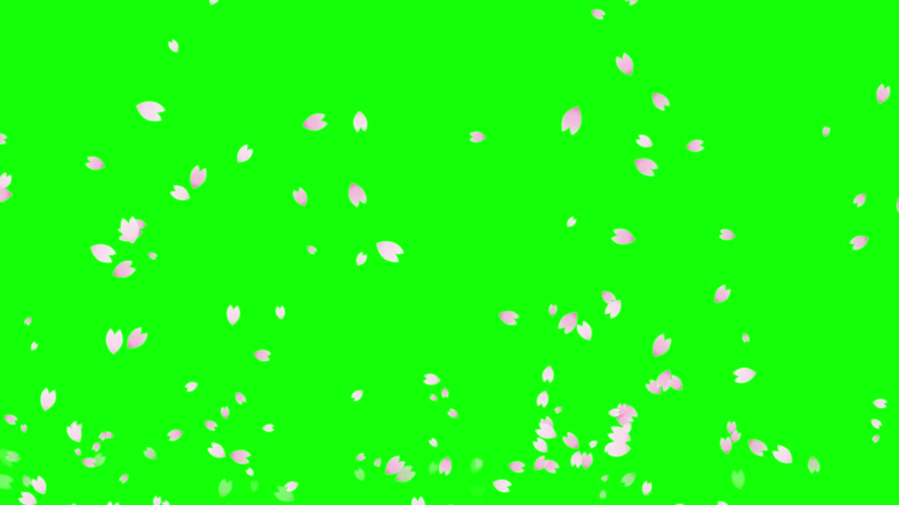 날아다니는 체리 꽃의 잎자루 루프 애니메이션 (투명한 배경)