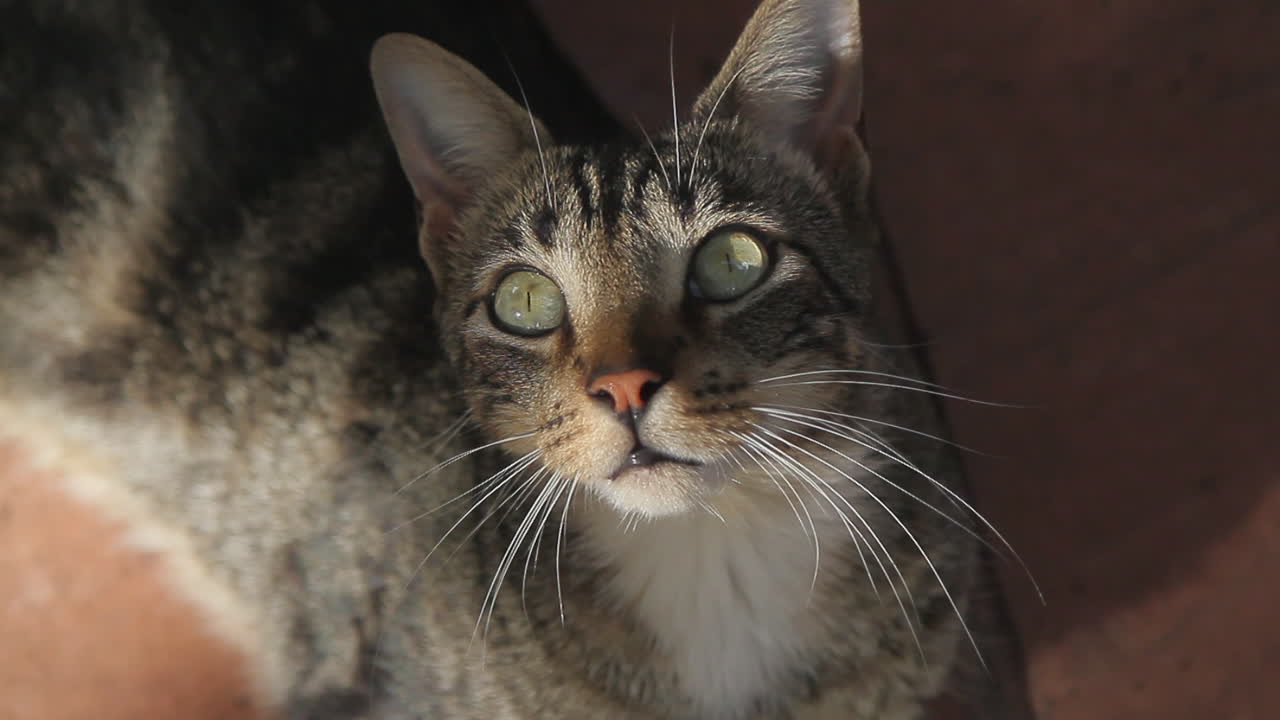 Adorabile gatto soriano a pelo corto che guarda sorpreso verso l'alto.