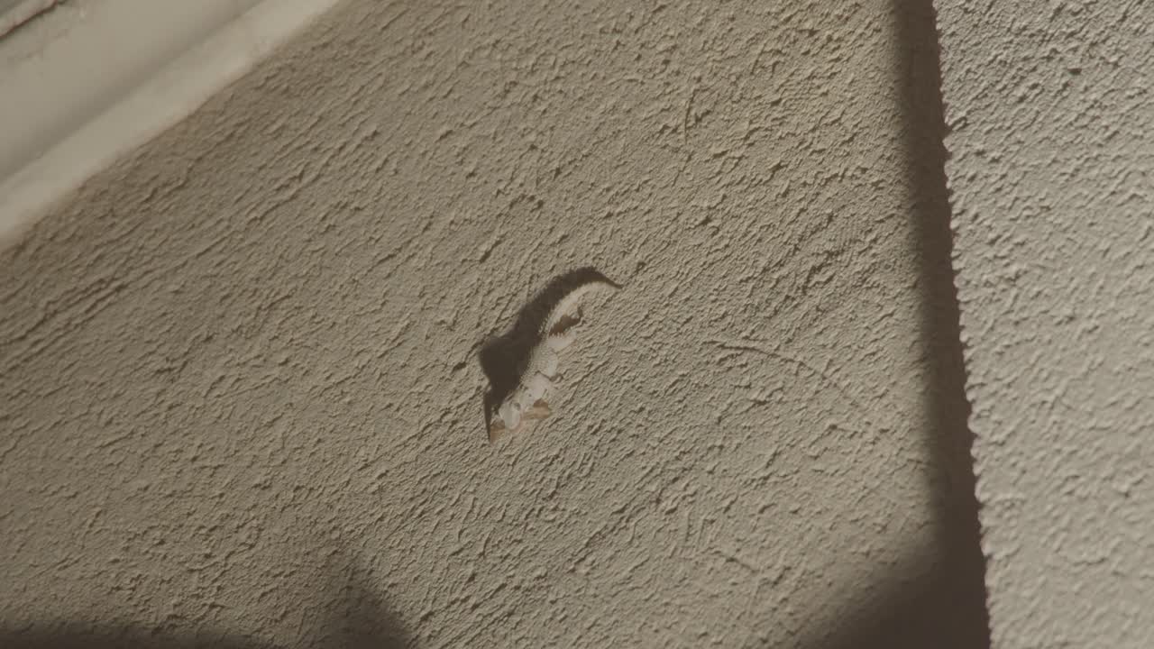 나방 을 먹는 일반적 인 벽 게코