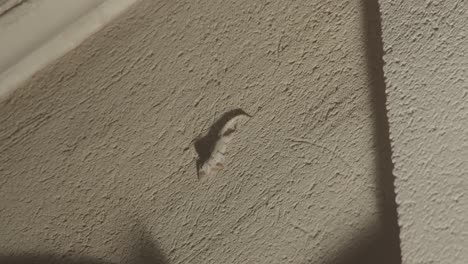 common wall gecko eating a moth