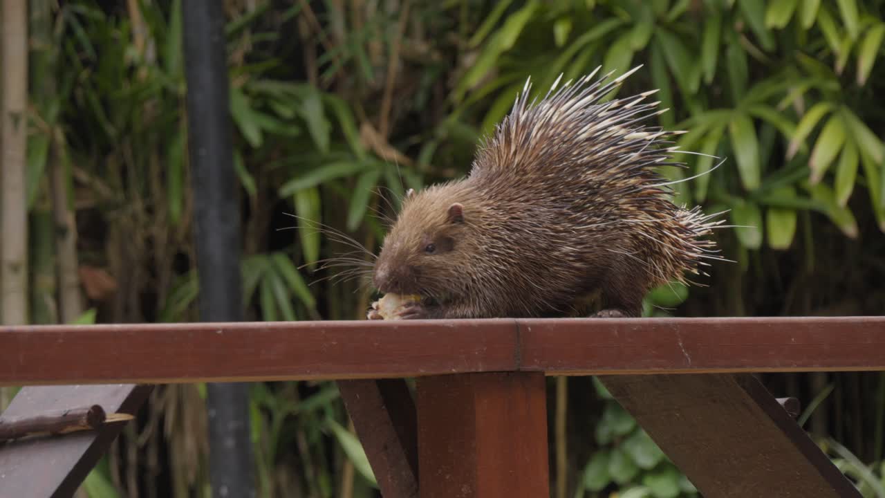 porcupino sunda o porcupino javan comiendo maíz en una valla de madera