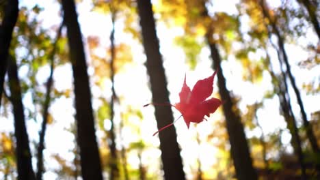 a fall leaf dancing in the air amidst a vibrant forest, capturing the essence of autumn's beauty and transition in nature's colorful palette