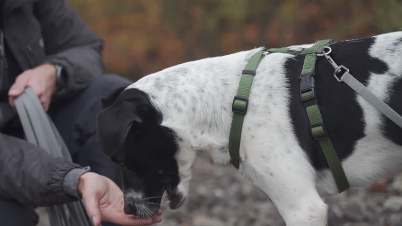 dog walks to a person's hand by nature and eats treats from the hand