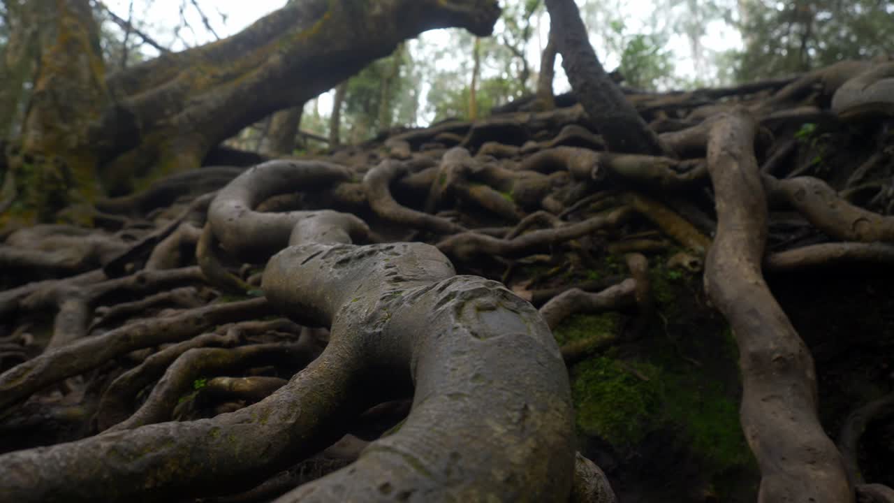 raíces de árboles gigantes por encima del suelo en el bosque tropical en la cueva de guna, kodaikanal, tamil nadu