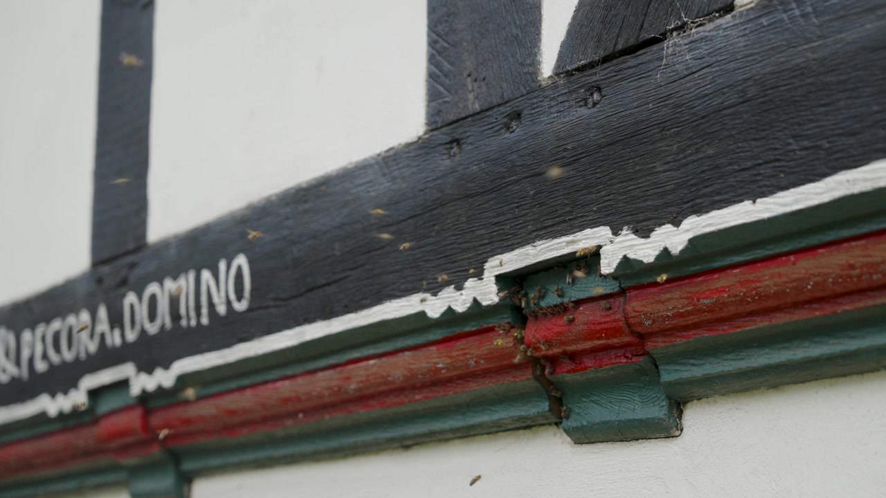 Un gros plan montre des abeilles butineuses grouillant autour d'un petit trou d'entrée dans la poutre en bois décorative d'un bâtiment traditionnel à colombages. Les abeilles entrent et sortent, nichant à l'intérieur de la structure.