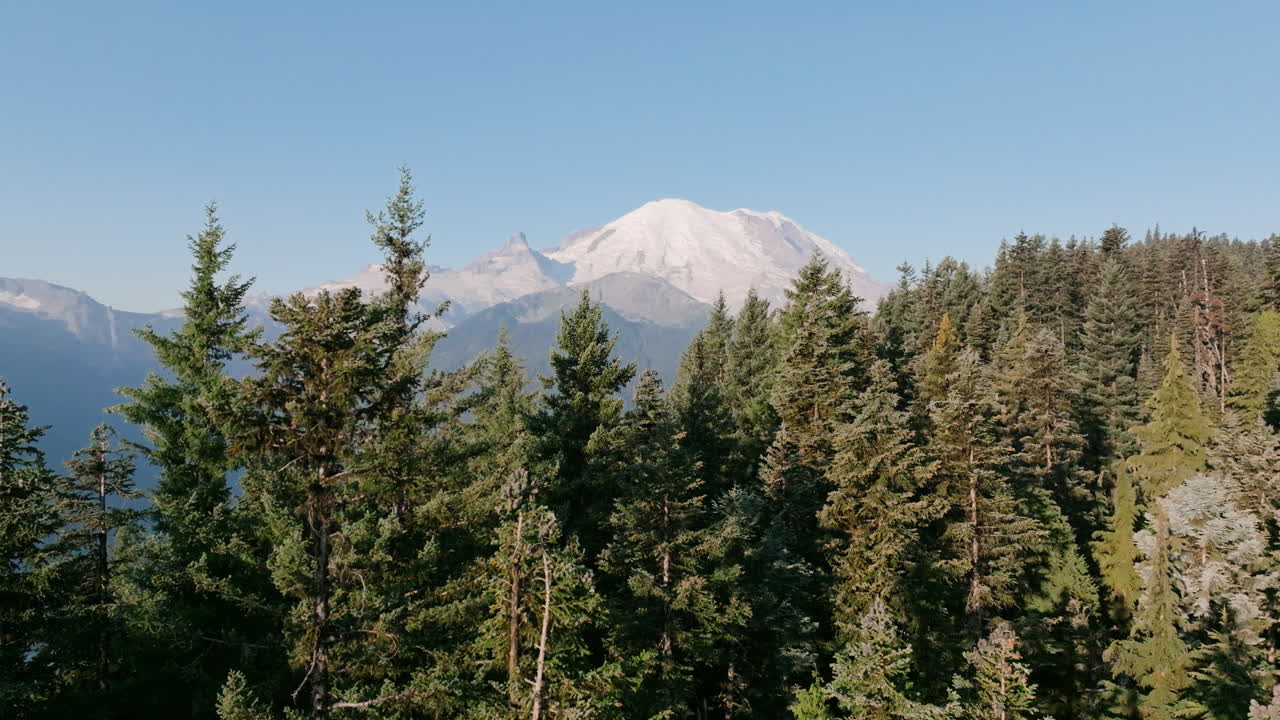 imágenes aéreas de árboles de hoja perenne en primer plano con el monte más lluvioso en el fondo a la luz de la mañana