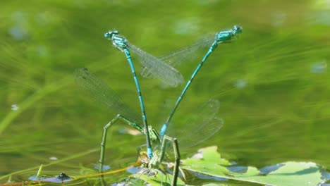 Nahaufnahme-Von-Zwei-Paar-Libellen-Bei-Der-Eiablage-Im-Teichwasser