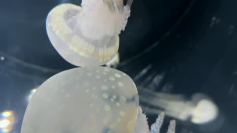 white spotted jellyfish ; phyllorhiza punctata