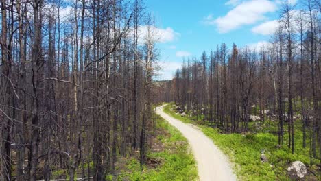 vegetation-is-growing-at-the-base-of-the-trees-and-along-the-sides-of-the-path