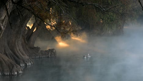 some ducks swimming in front of impressive golden sunbeams that sneak through the trees of a beautiful lake.algunos patos nadando en el lago de camécuaro frente a unos impresionantes rayos de sol.
