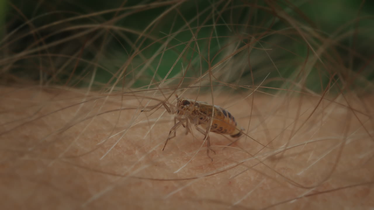 Planthopper nymph on human skin climbing through arm hair, macro insect animal.