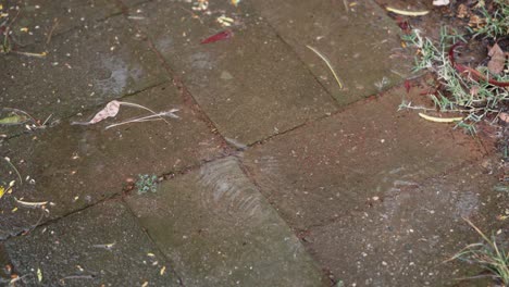 looking down on a rain puddle, slow motion captures expanding ripples from falling drops, highlighting water’s movement and texture.