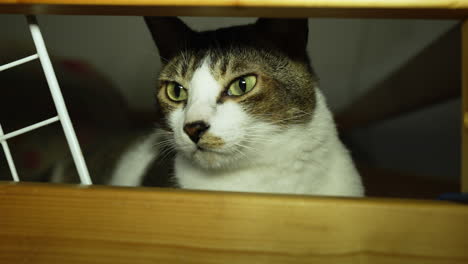 Cat-with-a-sleepy-expression-with-white-and-black-fur