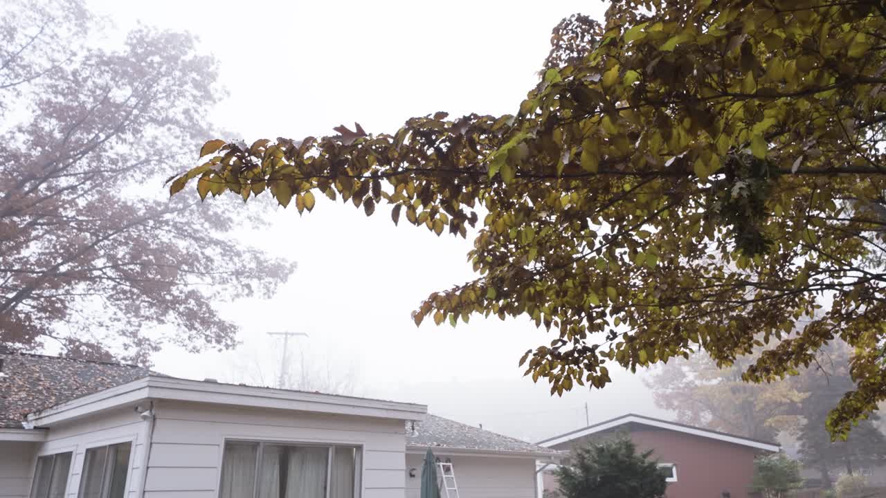 Heavy mist obscuring the view of a neighborhood of trees