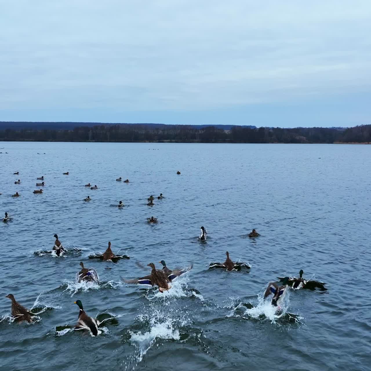 Family of wild ducks floating on the lake. Suddenly birds take off from water and sit again in few meters. Dark forest waterfront at the backdrop