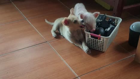 labrador retriever puppy teething, gnawing on wires and cables, piglet wants to join