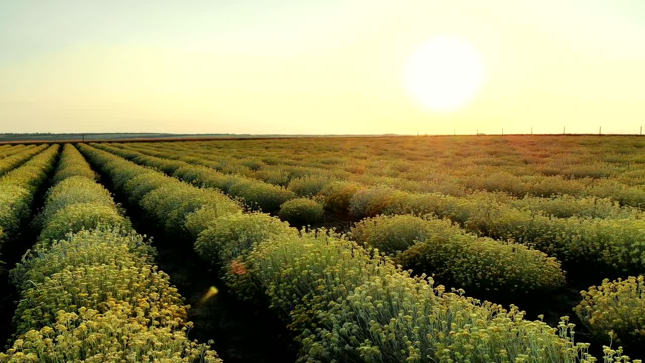 vista aérea de un hermoso campo de plantas de curry en flor en el campo rural.