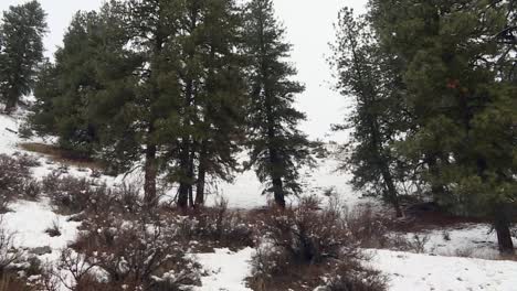 Paisaje-Nevado-En-El-Bosque-Nacional-De-Boise-Con-Imponentes-Pinos-Durante-El-Invierno