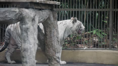 a white albino tiger walks around in his cage