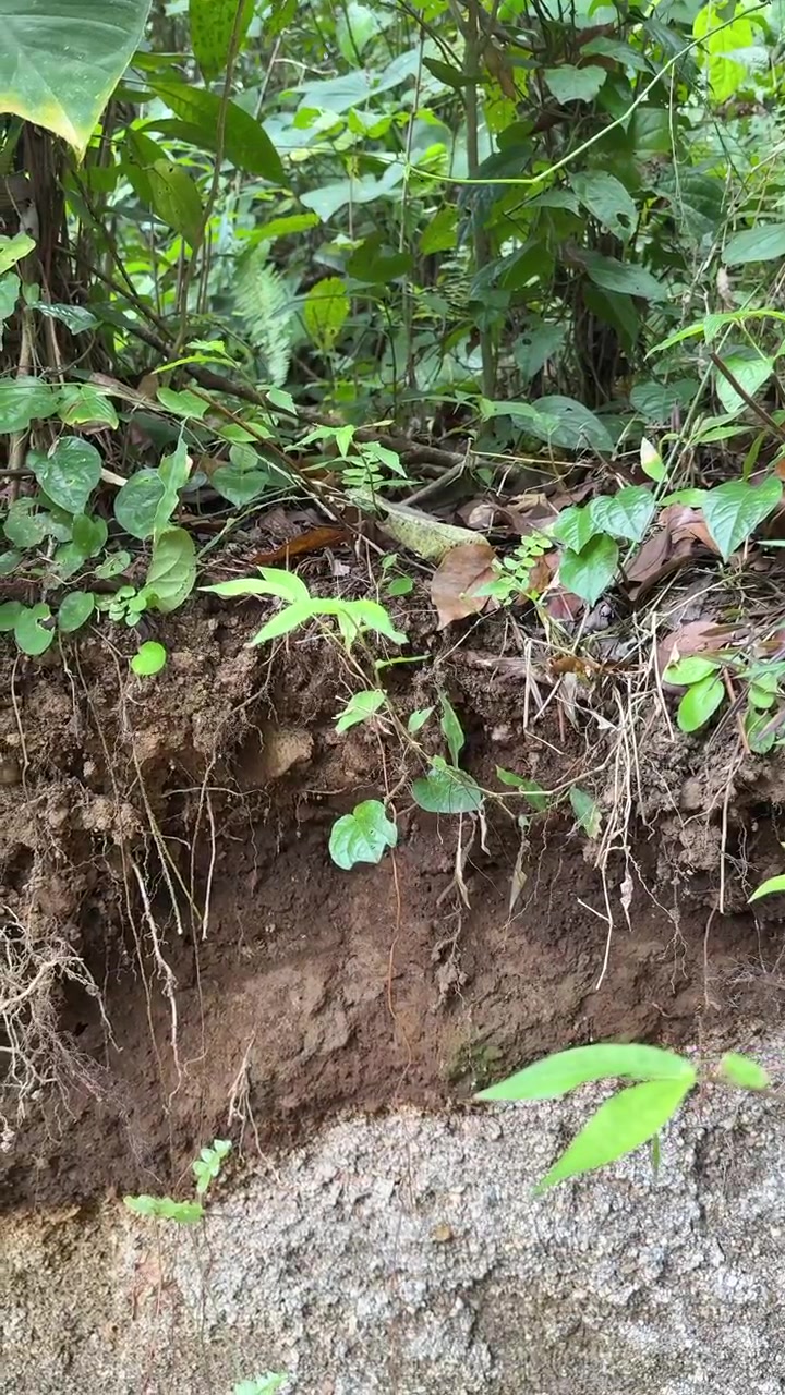 Exposed Soil Profile and Plant Roots in Tropical Forest