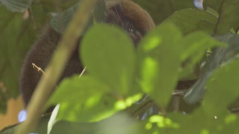 Dusky-Titi-Monkey-feeding-on-social-spiders-in-Tambopata-National-Reserve