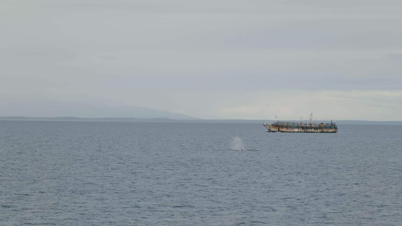 Whales blowing in front of rusty old boat in 4k