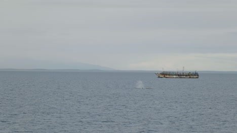 whales blowing in front of rusty old boat in 4k
