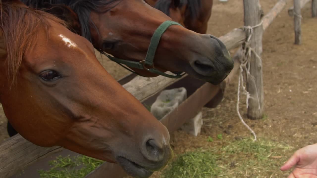 Los caballos comen heno.