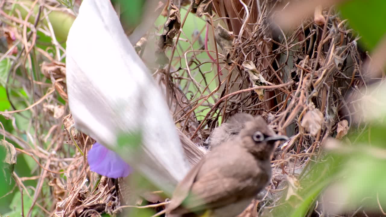 Pulcini di bulbul del Capo in un nido sull'albero vicino alla mamma che veglia attentamente, teleobiettivo.