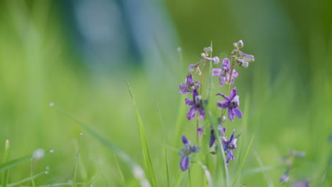 Person-Guy-Man-Hiking-Walking-out-of-focus-in-the-background-behind-Flower-in-Colorado-Forest