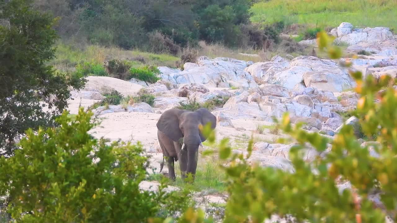 성인 아프리카 코끼리가 수염으로 높은 녹색 잔디 을 고 바위 위에서 먹는다. - 크루거 국립공원, 남아프리카 공화국