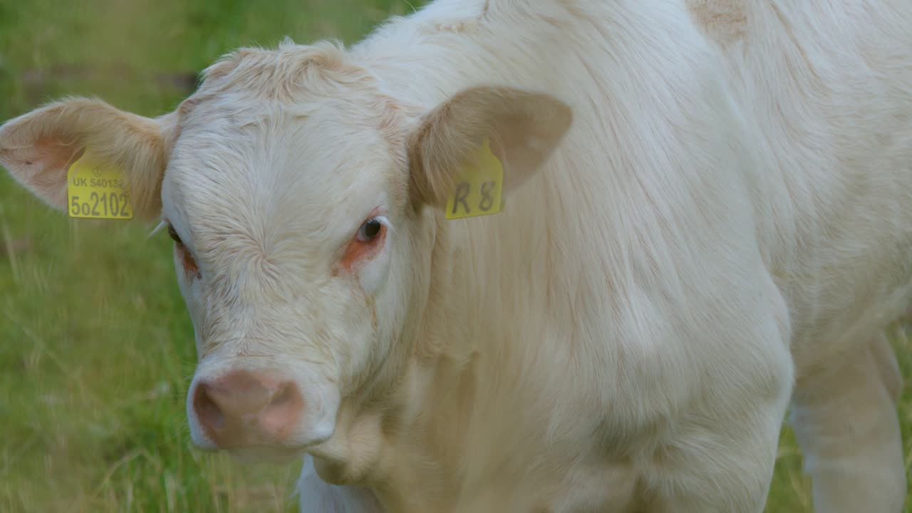 Un vitello bianco con targhette identificative esplora un pascolo erboso nelle Highlands scozzesi, con aria curiosa