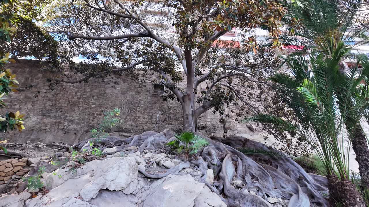 Elephant-ear tree Enterolobium cyclocarpum in Alicante Spain
