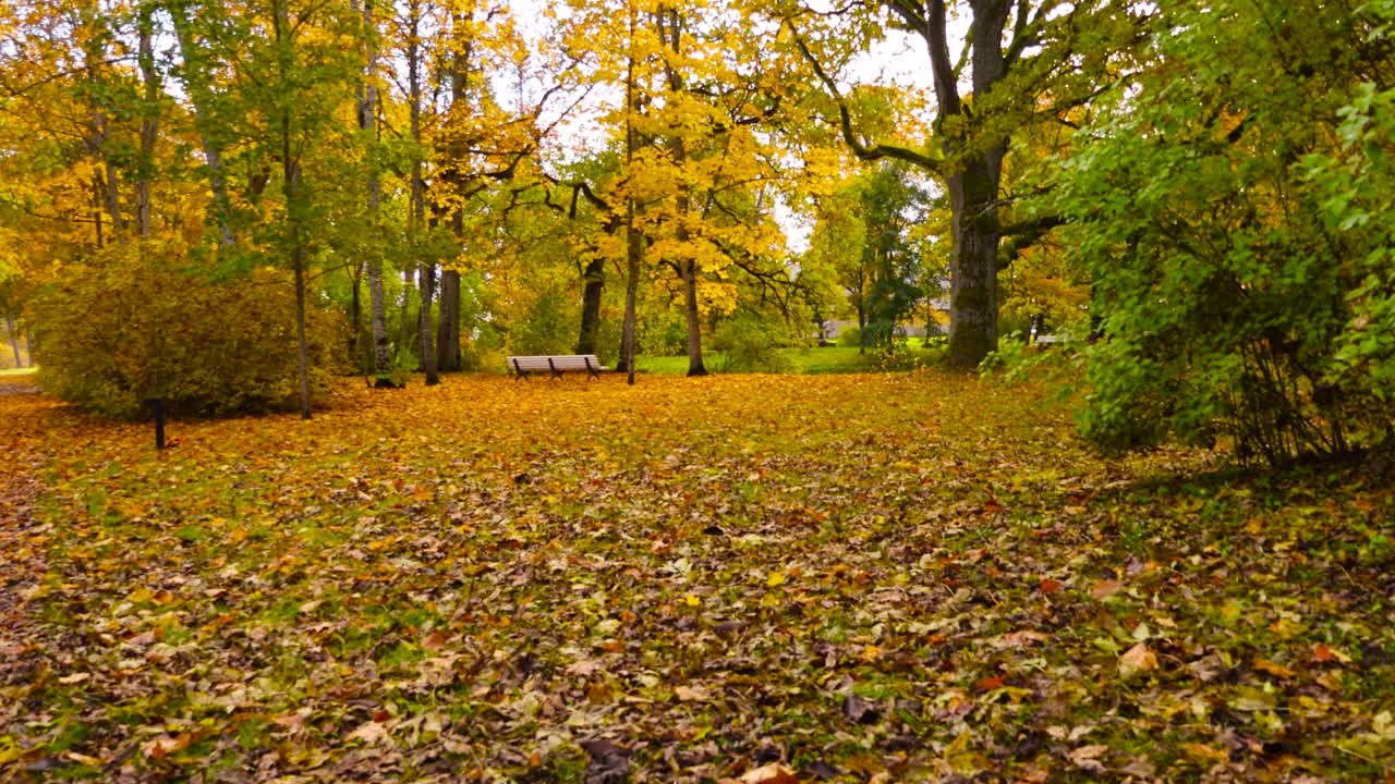 Autumn Park Scenery: Yellow Leaves and a Bench