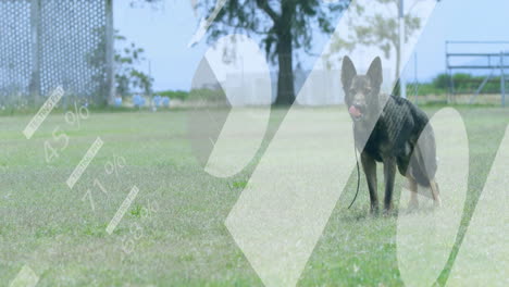 german shepherd standing on grass with percentage symbol animation overlay