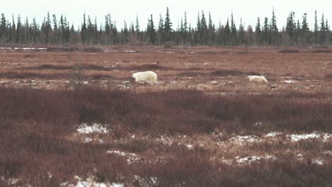 Eine-Eisbärenmutter-Und-Ihr-Junges-Reisen-Im-Herbst-Durch-Die-Subarktische-Tundra-In-Der-Nähe-Von-Churchill,-Manitoba,-Während-Sie-Darauf-Warten,-Dass-Das-Wasser-Der-Hudson-Bay-Gefriert