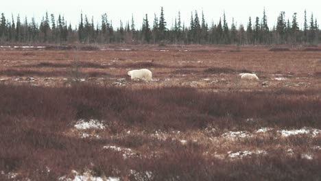 a polar bear mother and cub travel across the sub-arctic tundra near churchill manitoba in the autumn as they wait for the water of hudson bay to freeze