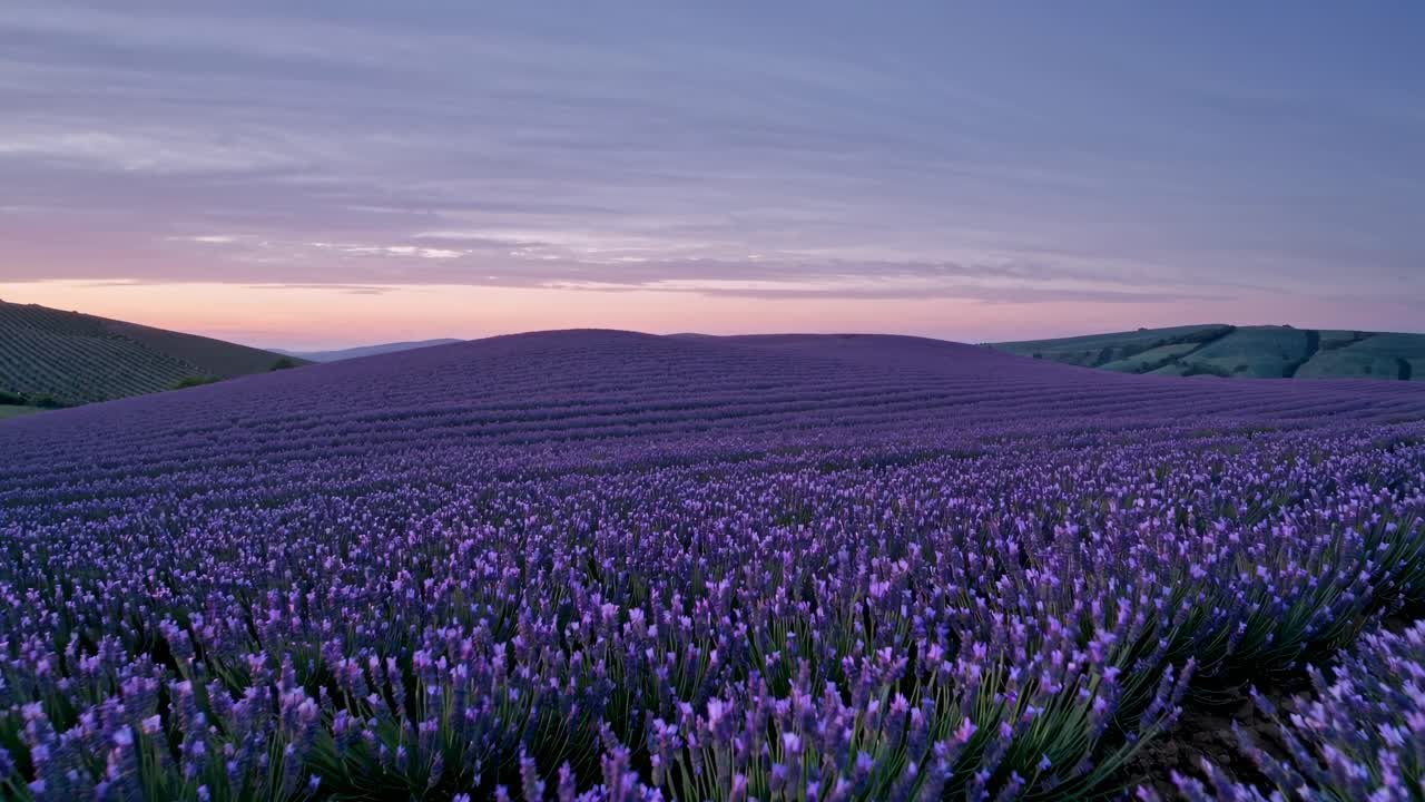 Aerial video captures vast lavender fields at sunset, showcasing vibrant purple hues and serene